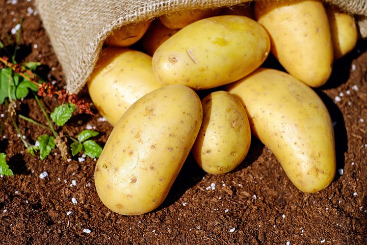 Pěstování brambor podle bio-dynamických příruček